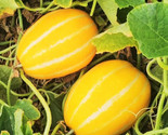 Early Silver Line Korean Melon Seeds Chamoe Cantaloupe Seed Fast Shipping - $5.93