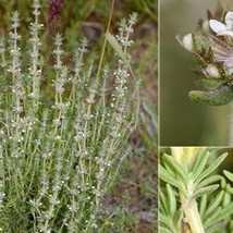 New Fresh USA Seller Spanish Red Thyme Thymus Zygis Gracilis 25 Seeds - $7.98