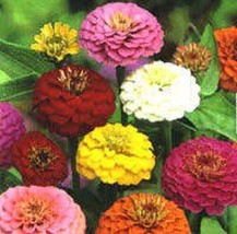 500 SEEDS MIXED COLORS CALIFORNIA GIANT ZINNIA ELEGANS HEIRLOOM SEEDS BL... - £7.57 GBP