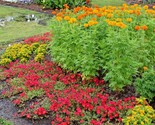 300 Seeds African Marigold Flower Seeds 3&#39; Tall Deer Resistant Container... - $8.99