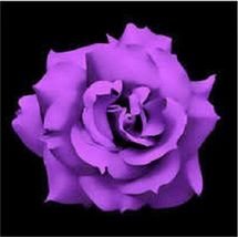 5 Seeds Purple Rose Rosa Bush Shrub Perennial Flower - £13.48 GBP