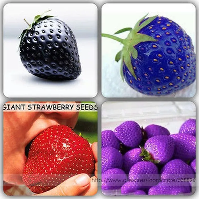 100 Mixed Strawberry Seeds Black Blue Giant Red Purple, Professional Pack - £5.50 GBP