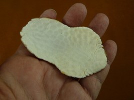 w4-3 Nine-Banded Armadillo skull cap Dasypus novemcinctus weird collecto... - $37.39