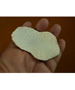 w4-3 Nine-Banded Armadillo skull cap Dasypus novemcinctus weird collecto... - $51.13 CAD