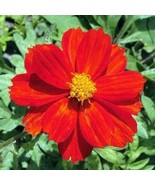 Cosmos Cosmic Red Sulphur Mother Natures Seeds Pollinators 50 Seeds New Fresh US - $8.95