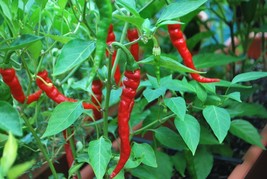 Cayenne Long Red Thin Pepper Seeds, NON-GMO, Variety Sizes, FREE SHIPPING - $1.67+
