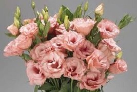 TH 20 Seeds Lisianthus Mariachi Apricot Flower Seeds / Annual / Great Cu... - $14.73
