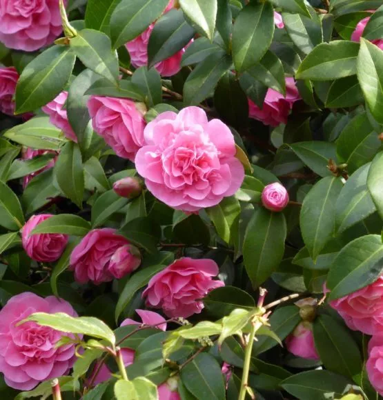 Marie Bracey Spellbound Camellia japonica Live Plant Very Beautiful - £46.34 GBP