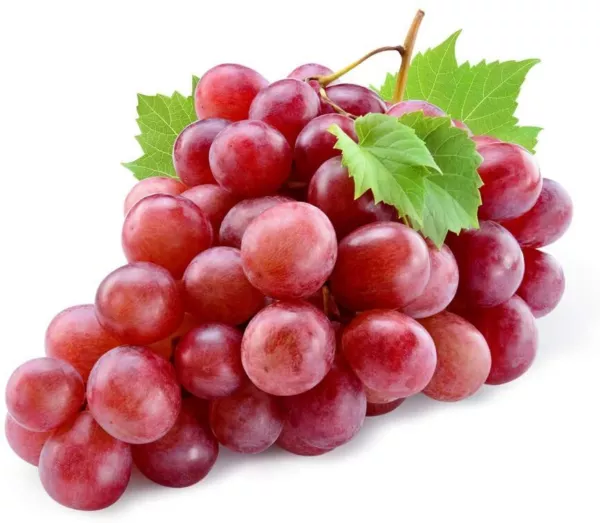 20 Red Concord Grape Seeds To Grow Grape Vines For Wine Making Fruit Dessert Usa - £14.57 GBP