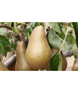 25+ Beurre Bosc Pear Seeds - $10.96