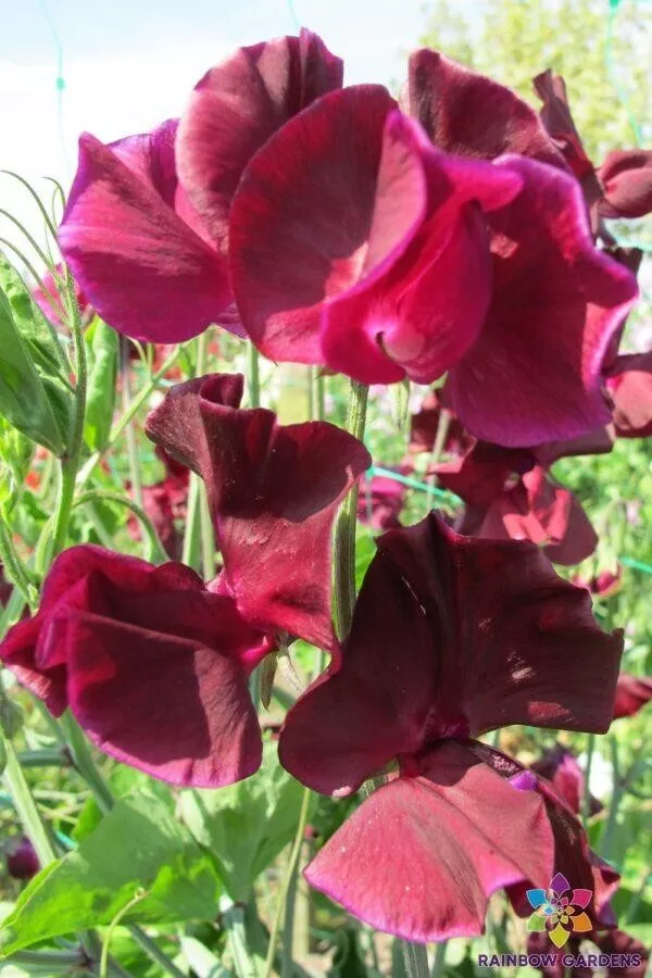 50 Pips Maroon Sweet Pea Seeds Fresh Seeds USA - £7.87 GBP