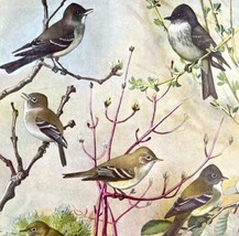 Flycatcher Phoebe Pewee 1955 Plate Print Birds Of America Nature Art DWEE32 - $29.99