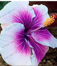 US Seller 100Pcs Hibiscus Seeds White To Purple To Dark Purple Big Flowers Fast  - $14.91