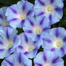 75 Blue Star Morning Glory Ipomoea Tricolor Flower   - £13.27 GBP