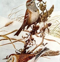 Tree Sparrow Snow Bunting 1936 Bird Lithograph Color Plate Print Nature DWU12D - £19.57 GBP