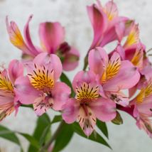 Alstroemeria Peruvian Lily - 200 Seeds - £7.09 GBP