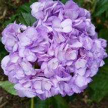 5 Light Purple Hydrangea Seeds Perennial Flowers Flower Garden Seed US F... - $9.78