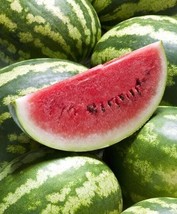 10 Seeds Crimson Sweet Watermelon Fast Bloom Quick Heirloom Seed Delivery - £6.51 GBP