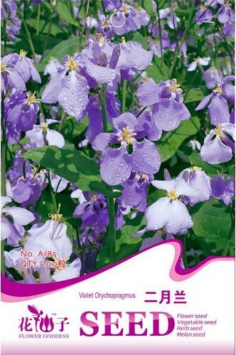 100 Seeds Violet Orychopragmus Flower Beautiful Purple Flowers Garden - $2.96