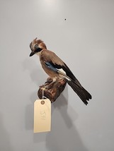 J91 Eurasian Jay Bird Mount Taxidermy - £222.94 GBP