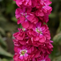 USA Seller 100 Stock Seeds Matthiola Column Miracle Crimson Matthiola Seeds Fast - £14.79 GBP