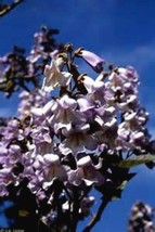 KKG Royal Empress Tree Seeds Very Growing Flower 50 Seeds Fresh Garden - $166.87 MXN
