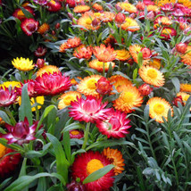 USA SELLER Swiss Giant Mix Strawflower Seeds 100 1000 Seeds 1218 Fast Shipping - £8.52 GBP