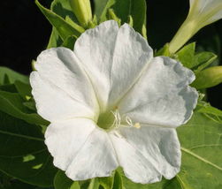 100 White Four O’Clock Flower Seeds Mirabilis jalapa Seed - $14.78