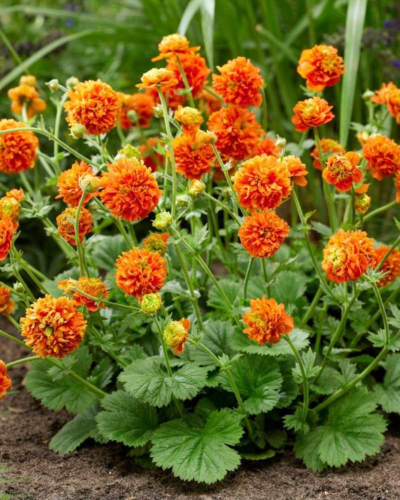 Pumpkin Orange Geum 3&quot; Pot - $27.99