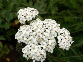 seeds 1oz white yarrow achillea millefolium flower herb (174,000 ) - $15.30