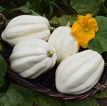 Fresh 10 Mashed Potato Squash Seeds For Planting Exotic White Squash Gourmet Qua - $17.92