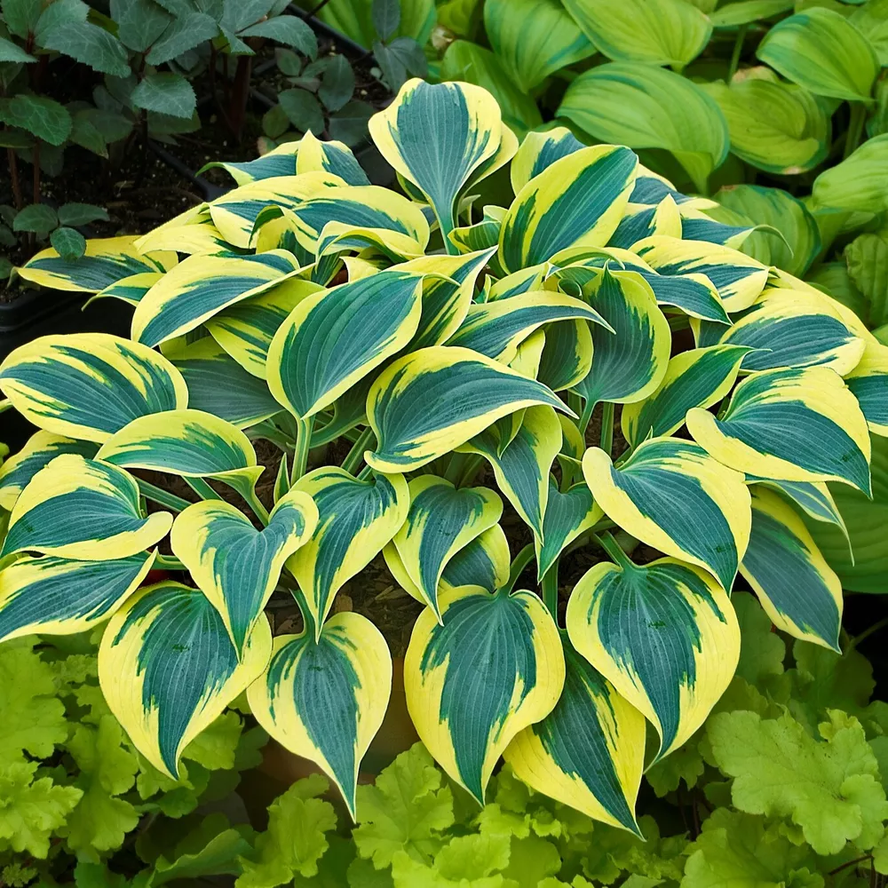 Hosta Autumn Frost Small Thick Blue Disease-Free 2.5 Inch Pot  - £21.42 GBP