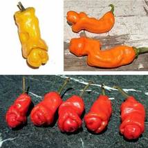 ADB Inc Penis Chill Red Hot Peter Pepper, 200 Seeds - £9.80 GBP