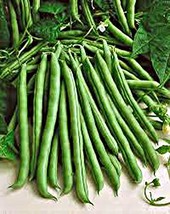 Green Bean, Blue Lake, Heirloom, Organic 100 Seeds, Non-GMO, Tasty N Healty Bean - £5.60 GBP