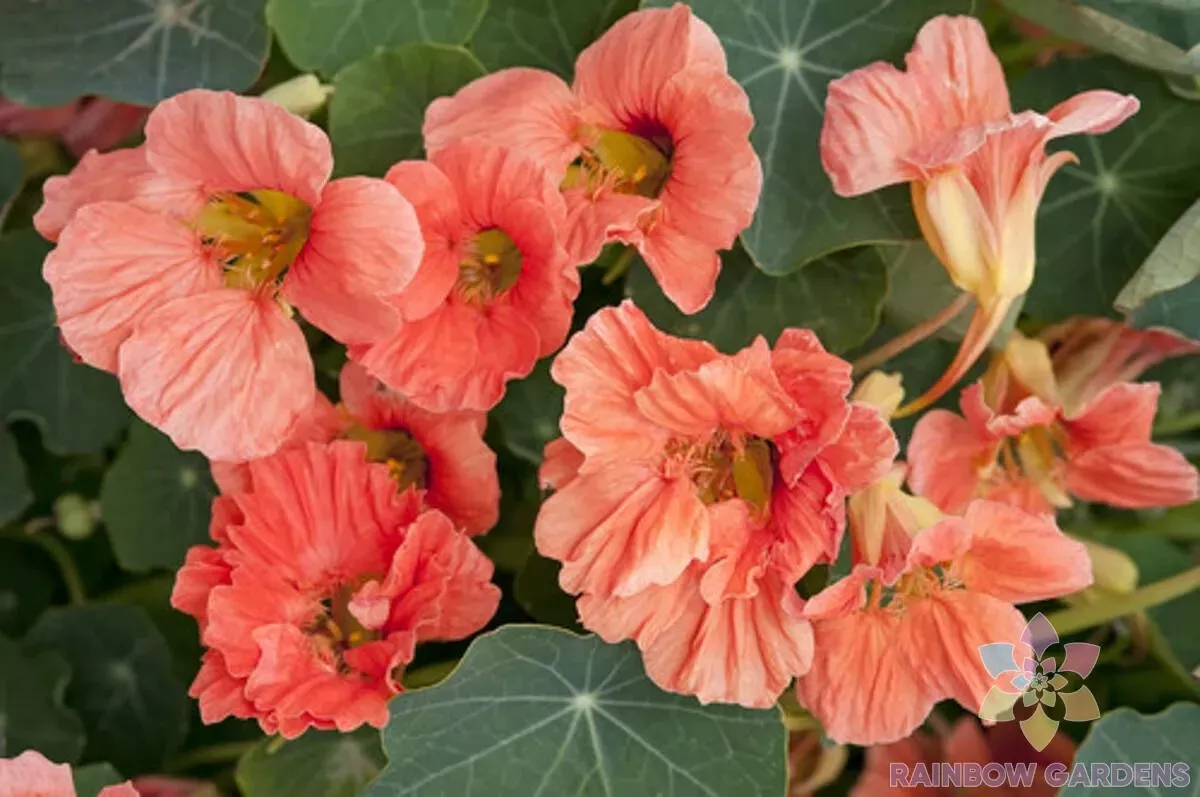 AW 50 Seeds Salmon Baby Nasturtium Planting Non Gmo Herb Easy To Grow - $14.00