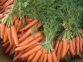 Carrot Royal Chantenay Heirloom Vegetable 4,000 Seeds Fresh Gardening USA SELLER - £8.78 GBP