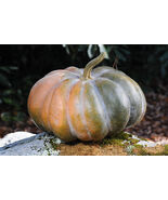 10 Seeds Musque De Province Pumpkin Heirloom Big Beautiful Heirloom - $52.52 MXN