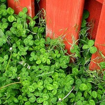 Microclover one pound bag bulk seeds Trifolium repens tiny leaves easy ground co - $85.69