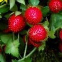  Indian Strawberry 50+ Seeds(Duchesnea Indica Tuttifrutti) Beautiful Groundcover - £7.99 GBP