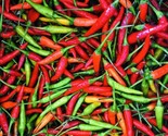 Hot Thai Hot Pepper Seeds Heirloom Non Gmo Fresh Harvest Fast Shipping - £7.22 GBP