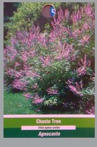 Vitex Chaste Tree 2-4 FT Large Plant Trees Purple Flowers Grow Landscape... - £61.02 GBP