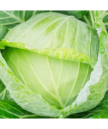 LD 50 Seeds Golden Acre Cabbage Seeds  Nongmo Cabbage Seeds Fast Shipping - $169.11 MXN