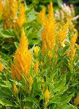 40+ Flower Seeds Yellow Plumed Celosia Flamingo Self-Seeding Annual - £13.16 GBP