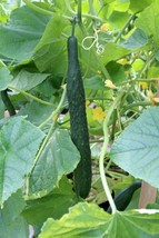 30 Chinese/Japanese Long Cucumber Seeds - £5.23 GBP