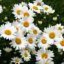 200 Seeds! SHASTA DAISY Chrysanthemum Perennial Heirloom Flower Meadow Non-GMO - £9.59 GBP
