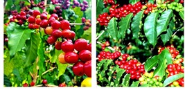 &quot;Hawaiian Kona&quot; Coffee B EAN 10 Seeds (Coffea Arabica) Mountain Plant Tree - £16.63 GBP