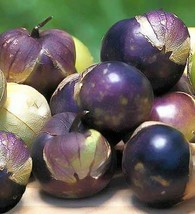 1 Pack 600 Purple Tomatillo Seeds Physalis ixocarpa Cape Gooseberry Organic - $3.95