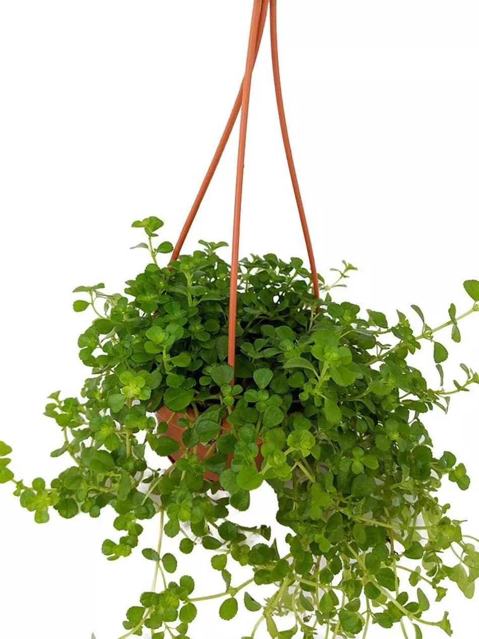 4&quot; Mini Hanging Basket Pilea Babys Leaf Tears Large Depressas Indoors Li... - £46.97 GBP