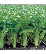 CELERY SEED, UTAH TALL, 100 SEEDS, HEIRLOOM, ORGANIC, NON GMO, GARDENING... - £3.21 GBP