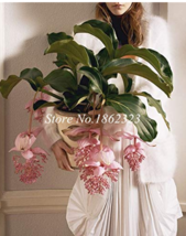 Medinilla Magnifica Plant Very Bonsai Flower Plant Flower Plant 100Pc Office Des - $10.90